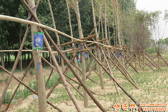 銀杏樹用什么營(yíng)養(yǎng)液？銀杏樹營(yíng)養(yǎng)液廠家哪個(gè)好？