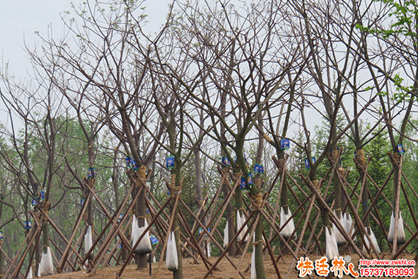移栽樹木怎么養(yǎng)護(hù)樹木恢復(fù)速度快？什么因素影響樹木恢復(fù)速度？