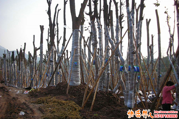 大型苗木基地怎么育苗？苗木營(yíng)養(yǎng)液用什么好成活？