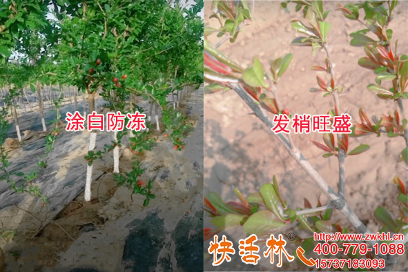 果樹用的涂白劑那種的好，江經(jīng)理石榴樹涂白刷快活林防凍很滿意