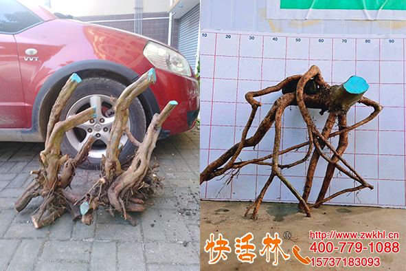 植物傷口怎么處理，江蘇南通李經(jīng)理老樁盆景修剪刷快活林愈傷膏