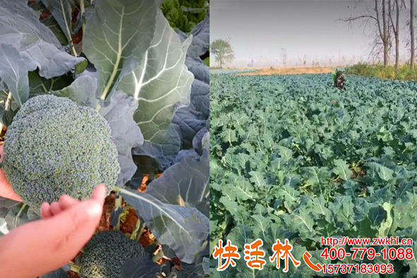 蔬菜防凍劑效果怎樣，王經(jīng)理西蘭花新防凍劑能噴快活林真管用