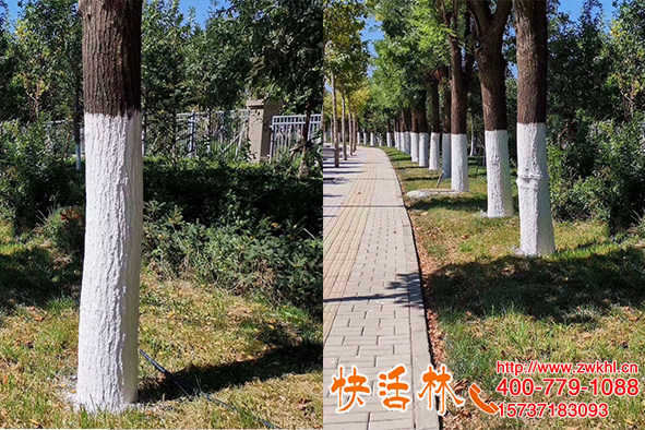 樹木涂白的作用不只是美觀，行道樹噴白越冬健康多效