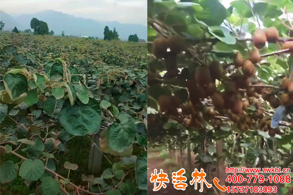 冬季小果樹怎么防凍，重慶酉陽陳經(jīng)理獼猴桃遇寒潮也結(jié)一棚果