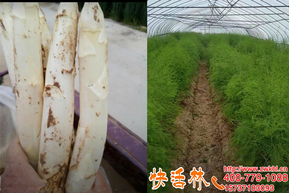 四川成都周經(jīng)理蘆筍為啥長(zhǎng)這么健壯，只因用了快活林植物生根劑