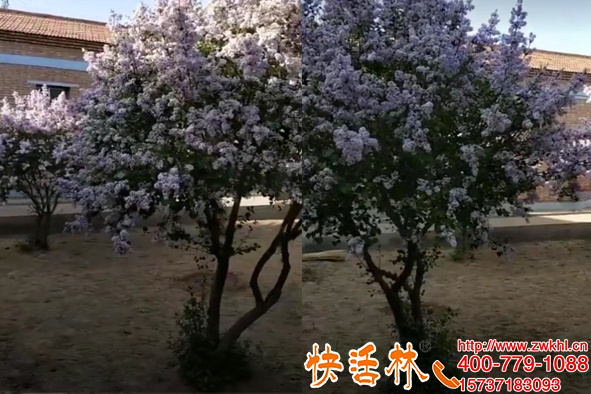樹(shù)的營(yíng)養(yǎng)液多重要河北石家莊張經(jīng)理丁香樹(shù)掛快活林恢復(fù)這么快