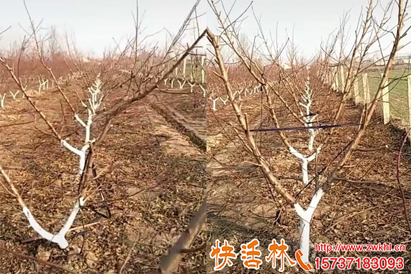 桃樹(shù)為什么要涂白？桃樹(shù)涂白用什么藥好？