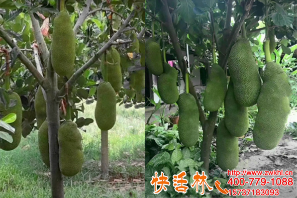 快活林植物防凍劑有效果嗎？溫暖的海南波羅蜜用了有什么效果？