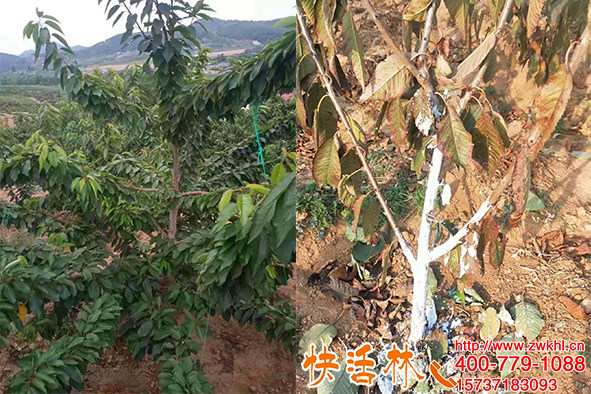 I遼寧櫻桃冬季如何防凍？果樹防凍方法有哪些？