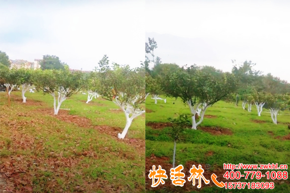 果樹冬天用什么東西涂白效果好？快活林涂白劑與自制的差別有多大