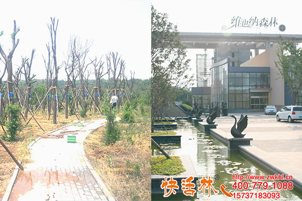鄭州一森林公園建植掛快活林大樹營(yíng)養(yǎng)液，恢復(fù)快成活高特邀參觀