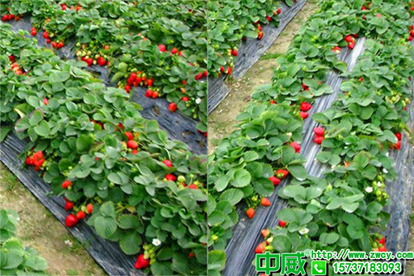 草莓需肥量大用什么肥料好？為啥果農(nóng)水溶肥批發(fā)都選不老秀？