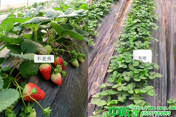 國產(chǎn)十大葉面肥排名哪個好？遼寧張經(jīng)理為什么這么信賴不老秀？