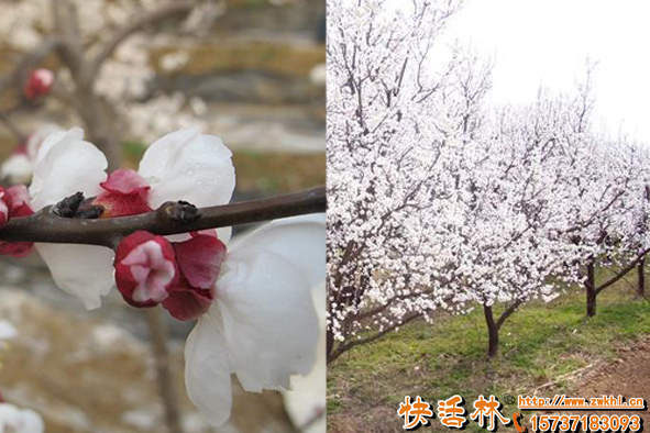杏樹如何預(yù)防倒春寒？果樹防凍劑哪個牌子好什么時候噴？