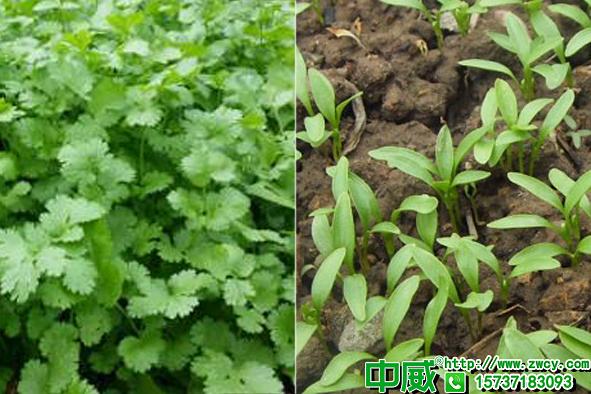香菜怎么種植容易發(fā)芽？種植香菜用什么肥料長得快？