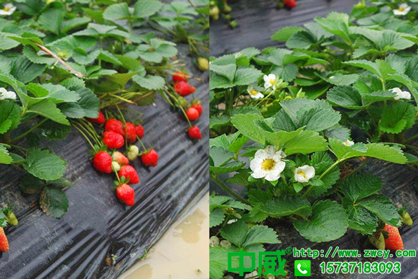 種植草莓用什么肥料，草莓怎么用肥長(zhǎng)得好