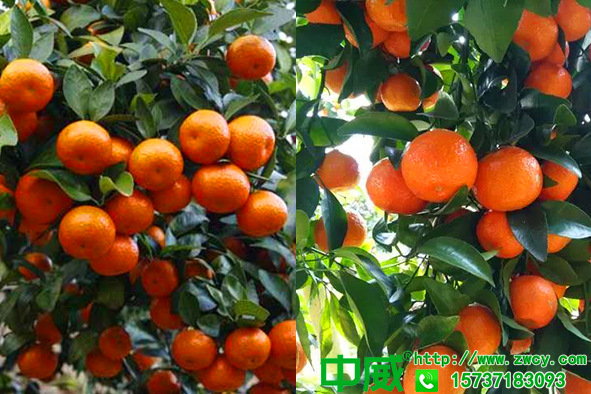 柑橘肥料用什么，怎樣才能保花座果多