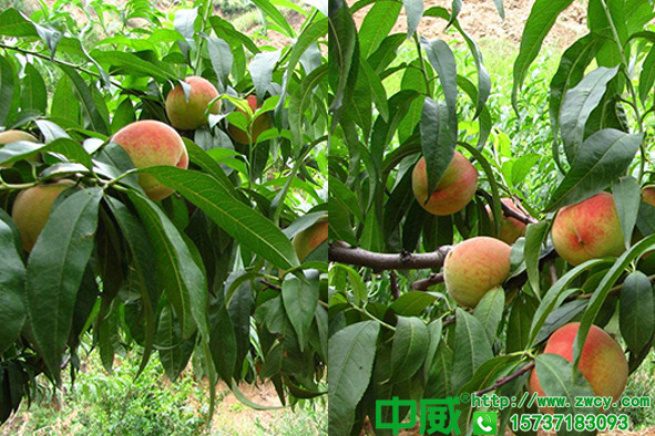 桃樹花期怎么管理，桃樹施肥用什么肥料，花前應(yīng)該怎么追肥