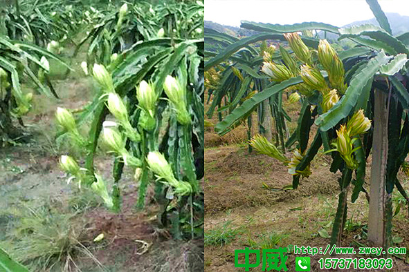 火龍果什么時候開花結(jié)果，火龍果什么時候施肥有比較好