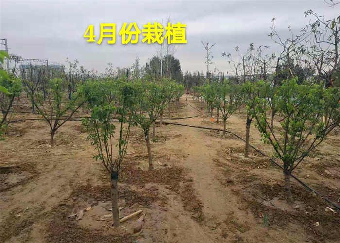 果樹生根劑用什么好，碧桃園用了快活林2周恢復(fù)正常