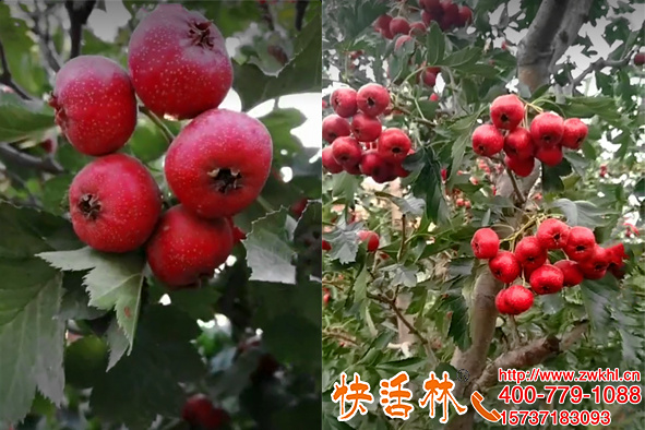山楂樹什么時候移栽成活率高，山楂移栽時間與養(yǎng)護方法