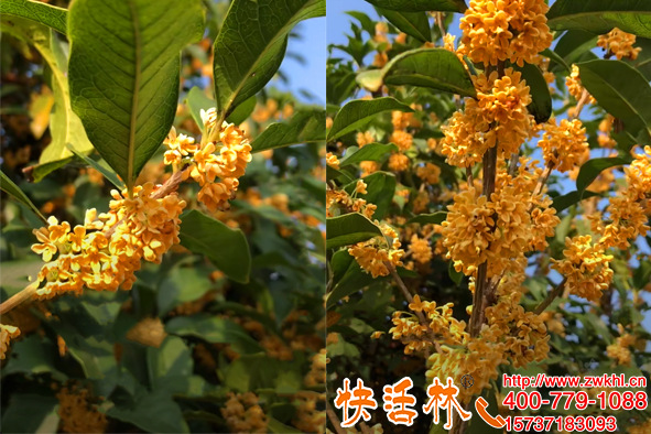 擔(dān)心桂花樹北方不好養(yǎng)護(hù)？快活林大樹移栽生根劑養(yǎng)根復(fù)壯