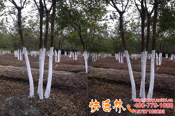 快活林樹木涂白劑苗圃刷白，質(zhì)量高病害少提高市場(chǎng)競(jìng)爭(zhēng)力