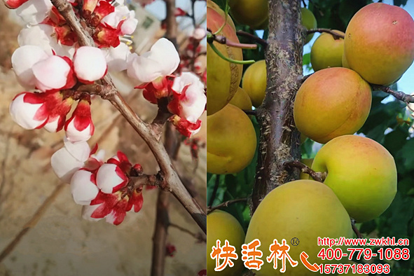 快活林植物防凍液有哪些功能？杏樹預(yù)防倒春寒?；ū９麅龊p