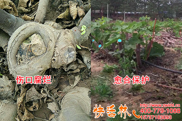 快活林果樹愈合劑價(jià)格不變分量增加，天水潘經(jīng)理很喜歡推薦朋友用