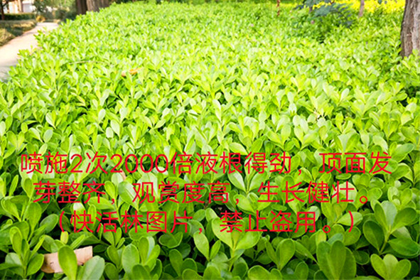 苗圃養(yǎng)護(hù)用生根劑哪個牌子好？苗圃怎么養(yǎng)護(hù)長得快？