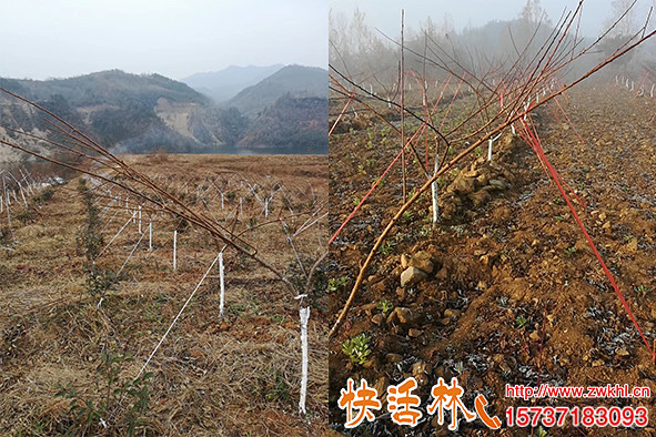 快活林桃樹防凍藥有哪些？噴植物防凍劑刷樹干涂白劑效果怎么樣