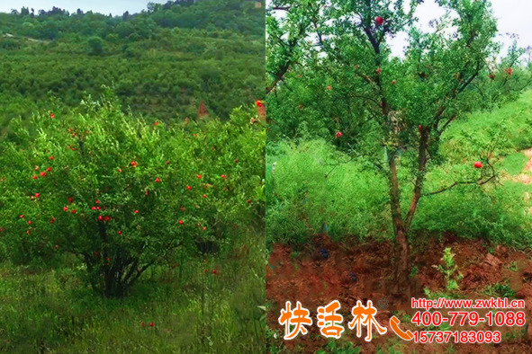 根腐難防治那是方法不對(duì)，江蘇南通胡經(jīng)理石榴樹(shù)再也沒(méi)有根腐病了