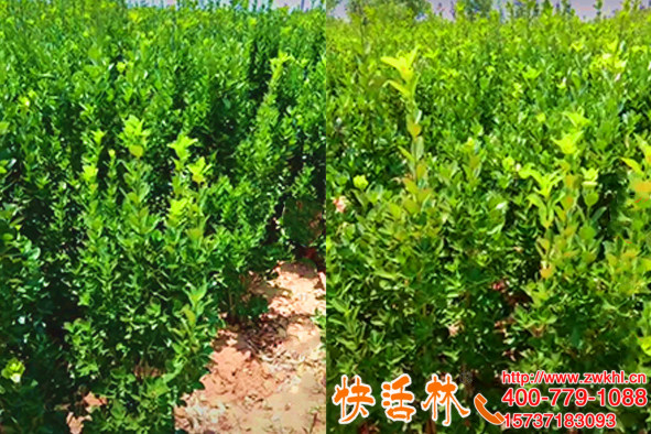 黑龍江綏化胡經(jīng)理用快活林苗木防凍液枝干硬抗凍強(qiáng)