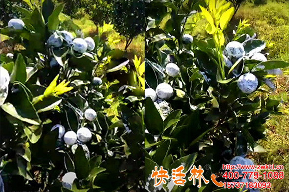 快活林沃柑涂白劑防太陽果，湖北荊門吳經(jīng)理說細(xì)膩防曬易清理