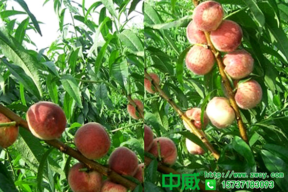 還愁桃樹不會養(yǎng)護(hù)？桃樹肥水管理怎么管？用對肥料輕松還高產(chǎn)