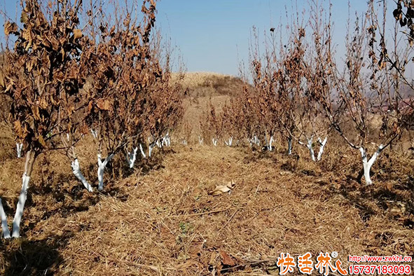 快活林涂白劑榛子樹(shù)效果