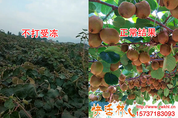 獼猴桃受凍對比
