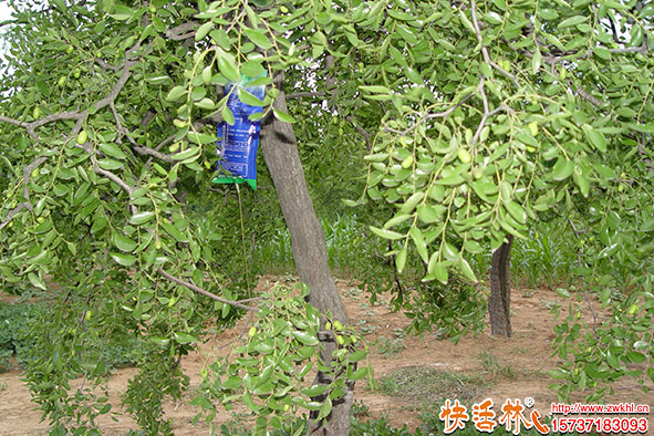 快活林d大樹營養(yǎng)液棗樹使用