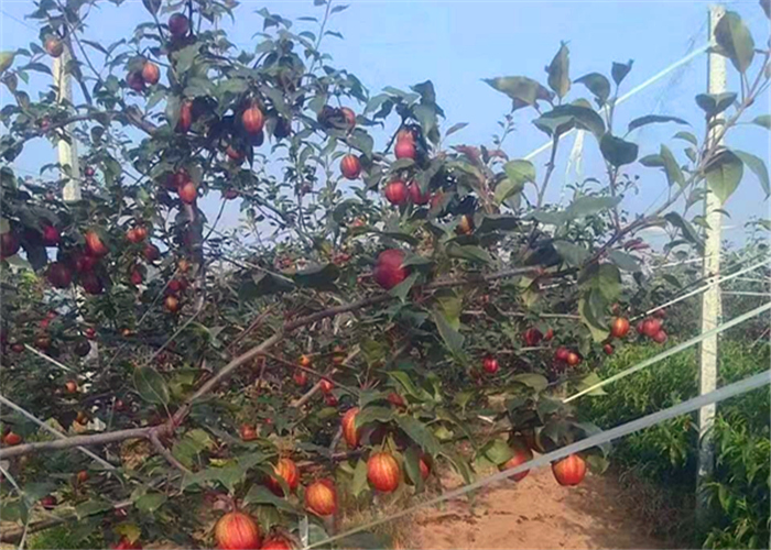 果樹營養(yǎng)液哪家的好，果樹移栽用快活林吊針液第二年還能結(jié)果