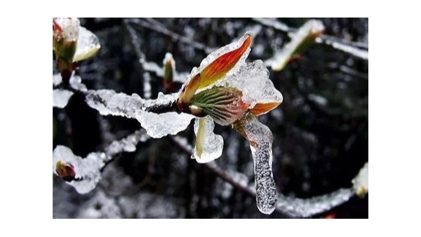 立春后下雪、降溫，是不是“倒春寒”來(lái)了？