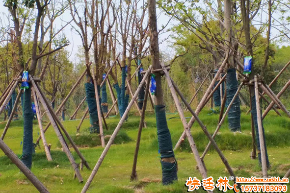新栽樹木為什么要用抗蒸騰劑？移栽樹木怎么保水？