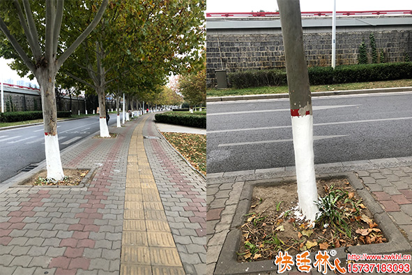快活林涂白劑行道樹(shù)使用