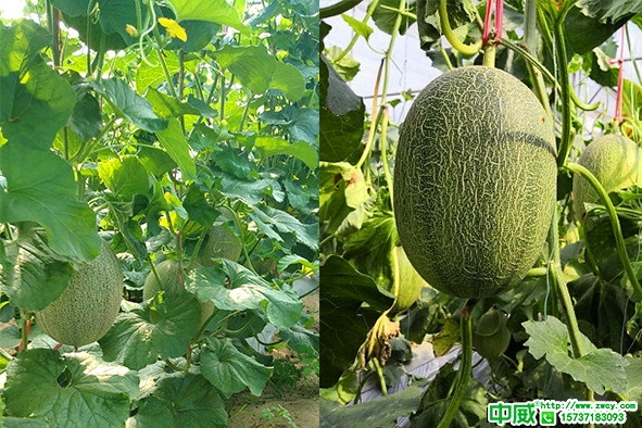哈密瓜種植怎么施肥長(zhǎng)的好？用多不如用巧