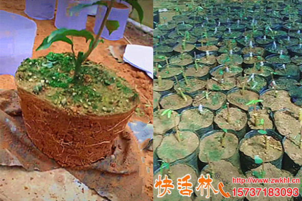 用快活林生根水跟茂生根劑扦插沉香育苗半月新根又長(zhǎng)茂密