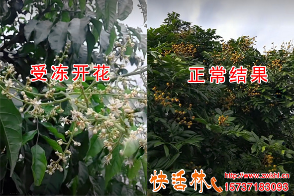 植物防凍劑那個(gè)品牌好，廣東廉江龍眼防寒依靠快活林多收一兩倍