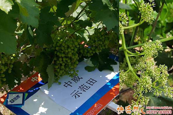 快活林生根劑葡萄養(yǎng)護