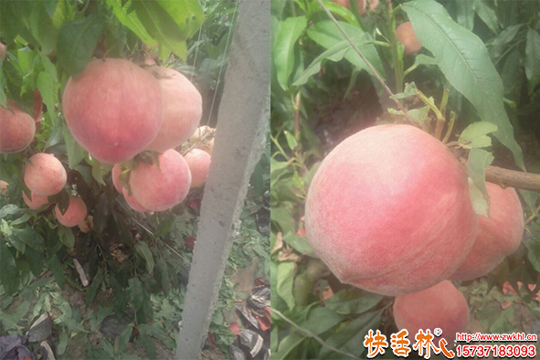 快活林生根劑桃樹養(yǎng)護