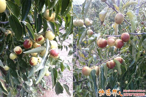 快活林生根劑棗樹養(yǎng)護