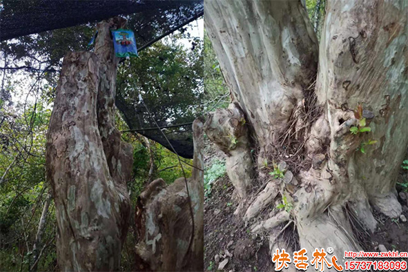 快活林吊針液古樁恢復(fù)效果