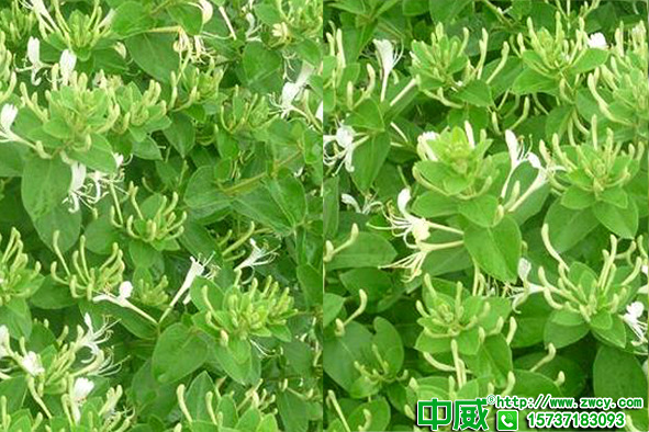 金銀花怎么種植長得快？金銀花種植怎么用肥產(chǎn)量高？